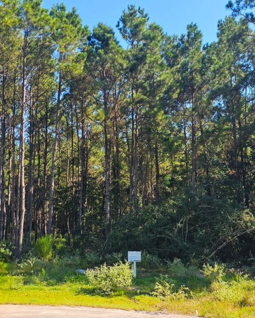 1.5 Acres Available in Montgomery County, TX