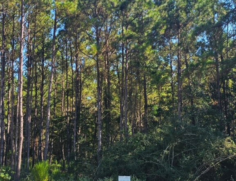 1.5 Acres Available in Montgomery County, TX