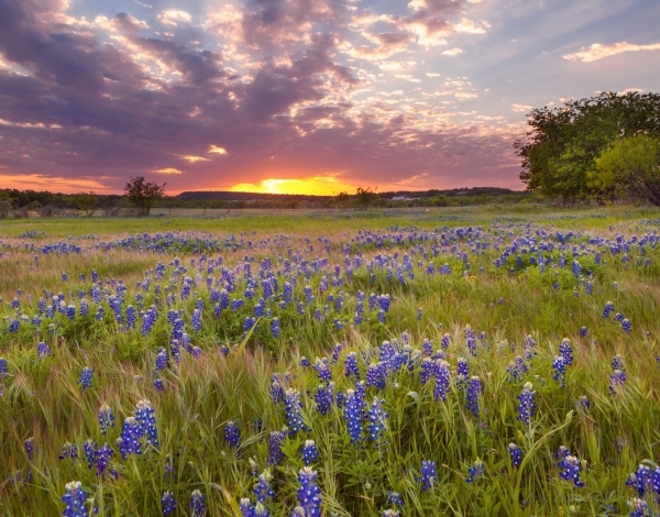 field