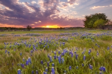 field 